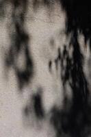 Shadows dance on a textured wall, creating an abstract interplay of light and darkness in a serene environment photo