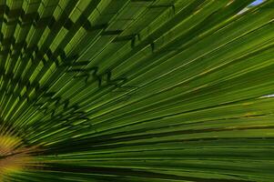 Intricate patterns of sunlight casting shadows on a rich green palm leaf in a tropical paradise photo