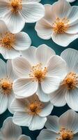 Beautiful white flowers on a teal background creating a fresh and vibrant aesthetic photo