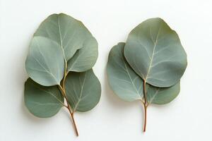 Fresh eucalyptus leaves arranged on a plain background, highlighting their unique shapes and colors photo
