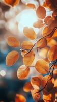Beautiful autumn leaves glowing in the soft light of a serene forest in October photo
