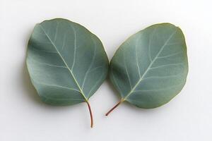 Fresh eucalyptus leaves arranged on a plain background, highlighting their unique shapes and colors photo