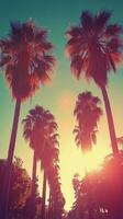 Young woman enjoying sunset against palm trees on a warm evening in a coastal location photo