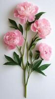 Pink peonies with lush green leaves arranged neatly on a light background photo