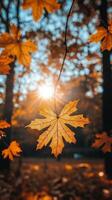 Golden autumn leaves glisten in sunlight filtering through trees at a serene park during fall photo