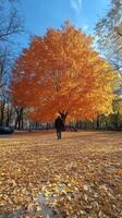 A person walking under a vibrant orange tree in a park surrounded by fallen leaves during autumn photo