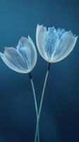 Delicate white flowers with fluffy petals set against a soft blue background in tranquil lighting photo