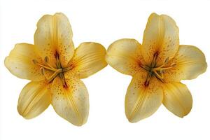 Yellow lilies in full bloom with dew drops against a white background showcasing natural beauty photo
