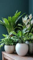 A serene indoor space decorated with various green plants on a wooden table against a teal wall photo