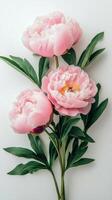 Pink peonies with lush green leaves arranged neatly on a light background photo