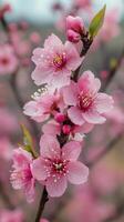 Beautiful pink cherry blossoms in full bloom during springtime in a serene garden setting photo