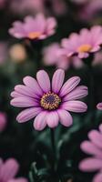 Vibrant pink daisies in full bloom under soft natural light during springtime photo