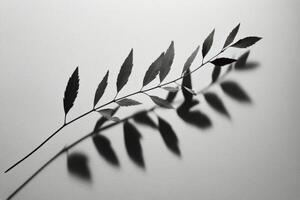 Black and white shadow of a delicate leaf branch on textured surface during soft lighting photo