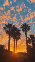 Young woman enjoying sunset against palm trees on a warm evening in a coastal location photo