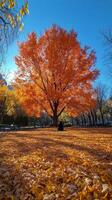 A person walking under a vibrant orange tree in a park surrounded by fallen leaves during autumn photo