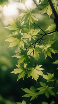 Green leaves on a branch in a softly lit forest during late springtime photo
