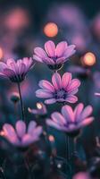 Vibrant pink daisies in full bloom under soft natural light during springtime photo