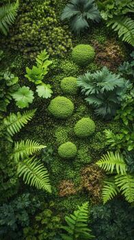 Lush green moss and ferns covering the forest floor in a tranquil woodland setting photo