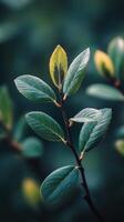Green leaves on a branch in a softly lit forest during late springtime photo