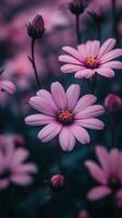 Vibrant pink daisies in full bloom under soft natural light during springtime photo