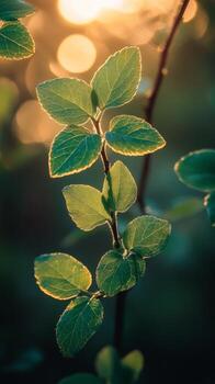 Green leaves on a branch in a softly lit forest during late springtime photo