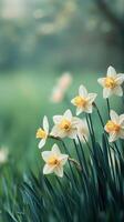 Daffodils blooming in a serene green field during springtime in soft morning light photo