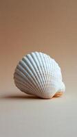 A detailed view of a white scallop shell on a soft neutral background photo