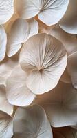Cream flowers artfully arranged on a soft surface, evoking springs serene beauty photo