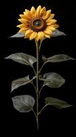 A bright sunflower stands tall against a dark backdrop, highlighting its natural beauty photo