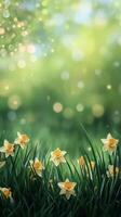 Daffodils blooming in a serene green field during springtime in soft morning light photo