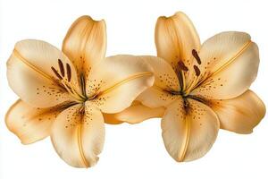 Yellow lilies in full bloom with dew drops against a white background showcasing natural beauty photo