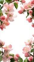Delicate pink blossoms frame a blank space for text on a bright spring day photo