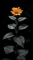 A bright sunflower stands tall against a dark backdrop, highlighting its natural beauty photo