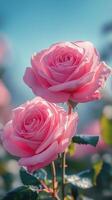 Delicate pink roses blooming against a soft blue background during a serene spring day photo
