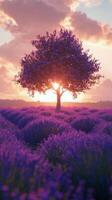 Beautiful sunset over a lavender field with a solitary tree in full bloom in spring photo