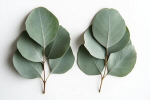 Fresh eucalyptus leaves arranged on a plain background, highlighting their unique shapes and colors photo