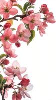Delicate pink blossoms frame a blank space for text on a bright spring day photo
