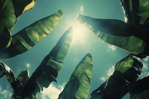 Sunlight shining through tall banana leaves on a clear day in a tropical setting photo