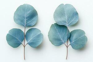 Fresh eucalyptus leaves arranged on a plain background, highlighting their unique shapes and colors photo