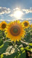 Sunflowers blooming brightly under a clear sky in the late afternoon light photo