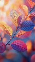Beautiful autumn leaves glowing in the soft light of a serene forest in October photo