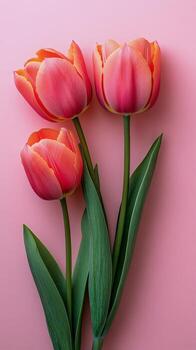 Beautiful pink tulips arranged artistically on a soft pink background for a vibrant display photo