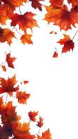 Vibrant orange maple leaves glowing under soft sunlight in autumn photo