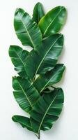 Lush green tropical leaves arranged neatly on a light background in a modern setting photo