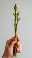 Hand holding freshly harvested asparagus with new green shoots in natural light photo