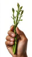 Hand holding freshly harvested asparagus with new green shoots in natural light photo