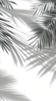 Soft shadows of palm leaves create a serene atmosphere in a sunlit indoor space photo