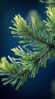 A detailed view of a pine branch, rich in vibrant green needles photo