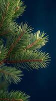 A detailed view of a pine branch, rich in vibrant green needles photo
