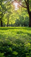 Lush green grass under sunlight in a serene park during the afternoon photo